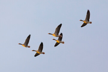 Grupo de ocas silvestres (anser anser) volando al amanecer