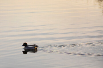 Cerceta común (anas crecca) macho nadando en un lago al amanecer en un día de invierno