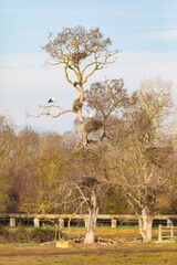 Cigüenas blancas (ciconia ciconia) en sus nidos en un árbol