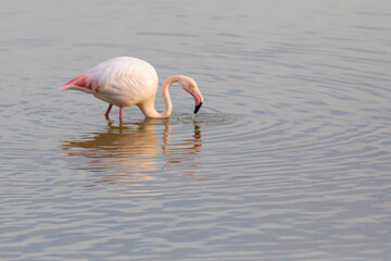 Flamenco común (Phoenicopterus roseus) en una laguna al amanecer