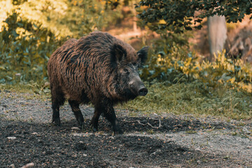 Wildschwein