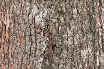 Tree bark texture wooden surface background. High detailed backdrop