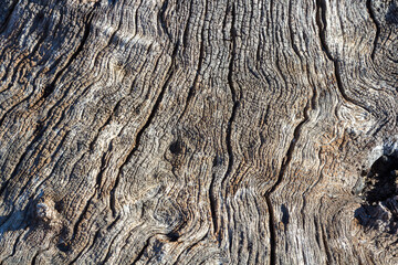 Background with cracks of a dry trunk