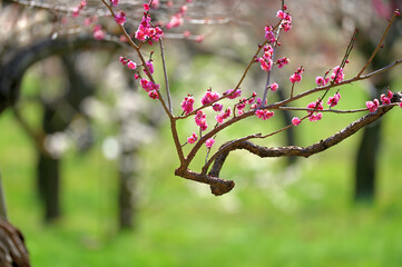 白い梅と紅い梅