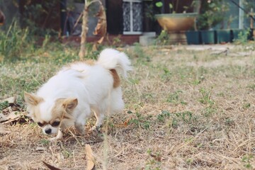 Cute of brown chihuahua dog in the garden