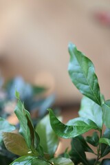 a origami peacock in leaves