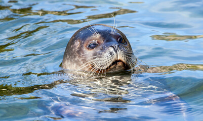 Obraz premium Seehund