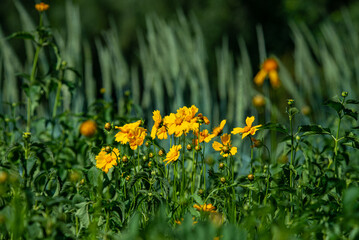 Nice little purple summer field flowers at sunny morning nature