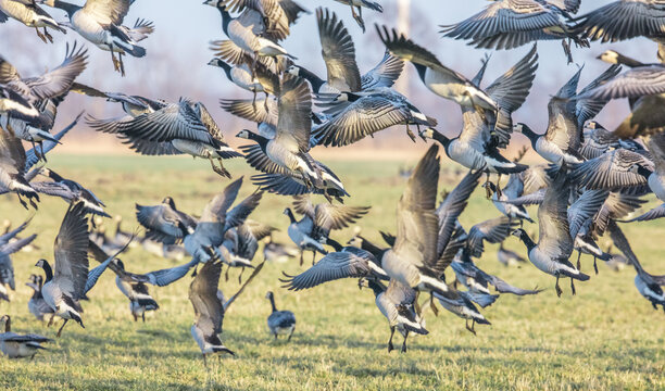 g&auml;nse