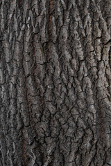 bark of a tree texture, wooden background