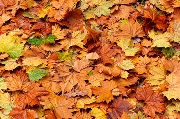 Naklejka na ściany i meble Folhas secas e coloridas no outono