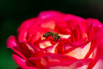 Nice big red rose with bokeh nature flora gardening macro