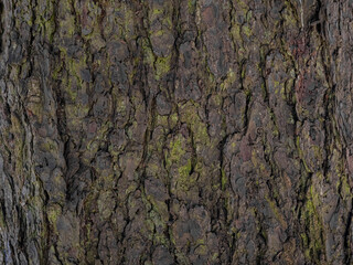 bark of a tree texture with green moss, wood background