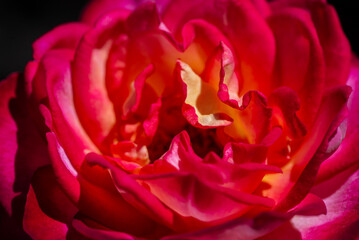 Nice big red rose with bokeh nature flora gardening macro