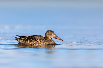Swimming duck. Northern Shoveler (Spatula clypeata). Colorful lake nature background. 