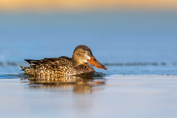 Swimming duck. Northern Shoveler (Spatula clypeata). Colorful lake nature background. 