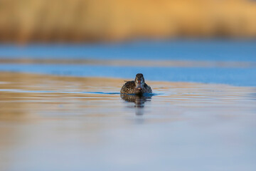 Swimming duck. Northern Shoveler (Spatula clypeata). Colorful lake nature background. 