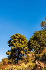 Conjunto de árboles con cielo azul de fondo