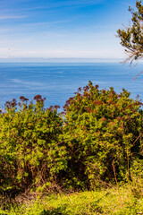 Árboles con mar y nubes de fondo