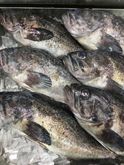 高級魚 鱸　新鮮な市場の風景　刺身用　焼き魚用
High-class fish sea bass, fresh market scenery, for sashimi, for grilled fish
