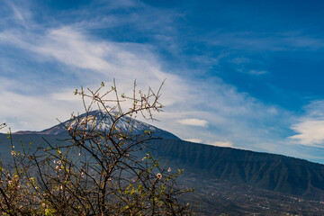 Pico del Teide entre las rámas de un árbol