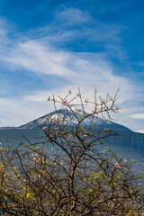 Pico del Teide entre las rámas de un árbol