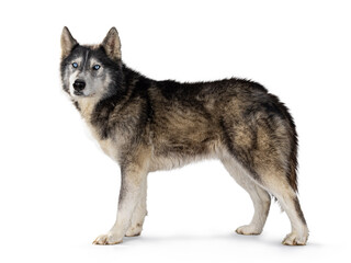 Handsome American Wolfdog, standing side ways, looking towards camera. Isolated on a white background.
