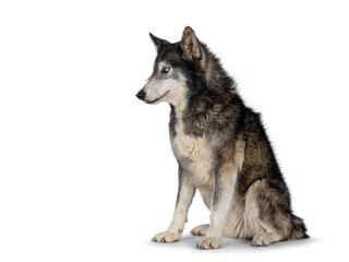 Obraz premium Handsome American Wolfdog, sitting up side ways, looking to the side and away from camera. Isolated on a white background.