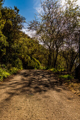 Carretera con vegetación y cielo de fondo en la isla de Tenerife