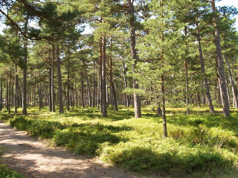 Sandhamn, Stockholm, Archipelago, Wald, Ostsee, Strand, Natur, Schweden, V&auml;rmd&ouml;