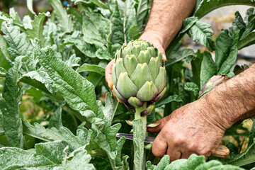 Artichoke plant in spring garden. Hands of man gardener cutting ripe artichoke. Seasonal healthy eating. Organic gardening.