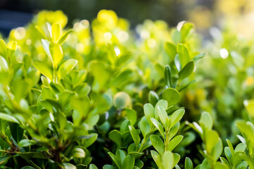 Selective focus bokeh shot of bright green hedge natural background filled with sunlight. Green leaves summer spring