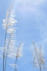 grass and sky