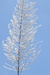 sugarcane flowers on blue sky