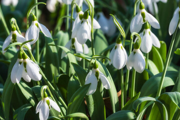 Close up of blooming white snowdrops in a public park 