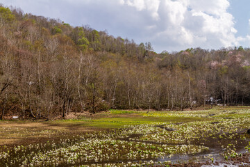 池之原湿原の水芭蕉、リュウキンカ
