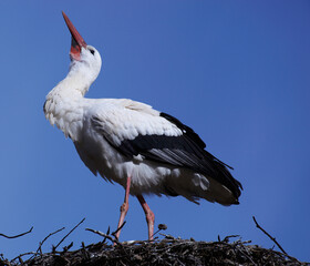 Storch Nest