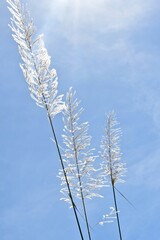 grass, sugarcane flowers and sky