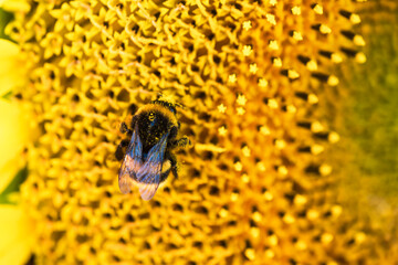 Close up of a sunflower with a bee collecting nectar in bright sunshine 