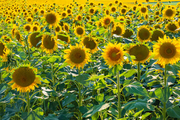 View over a large field with blooming sunflowers against the light 