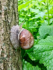 snail on a leaf