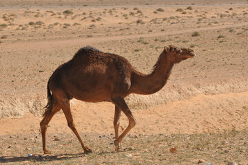 città e deserti libici in africa