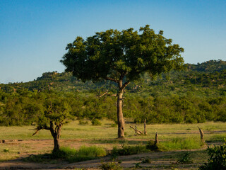 Tree in the Kruger National Park savannah in South Africa