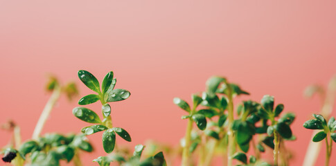 Young parsley sprouts with water drops against orange background.