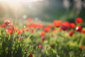 Abstract image of blurred red poppy in the green field at sun light