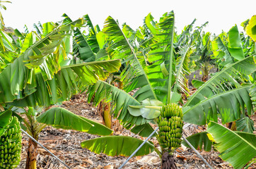Banana Plantation Field