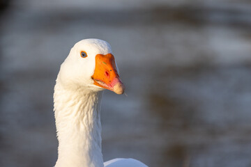Portrait of beautiful white domestic goose. High quality photo