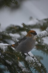 A female Pine Grosbeak in winter, Sainte-Apolline, Québec, Canada