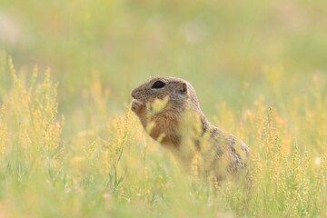 Young european ground squirrel standing on the ground. (Spermophilus citellus) Wildlife scene from nature. Ground squirrel on field
