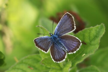 Silver-studded Blue, Plebejus argus, wild beautiful butterfly sitting on the green leaves. Insect in the nature habitat. Spring in the meadow. European wildlife, Czech republic.